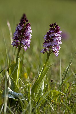 Fialová orchidej (Orchis purpurea)