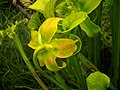 Sarracenia flower