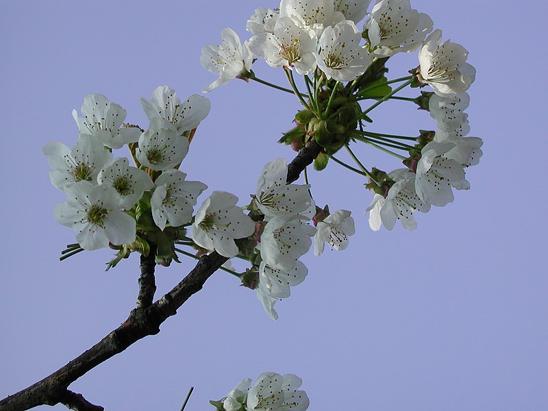 File:Ornamental cherry tree blossom.jpg