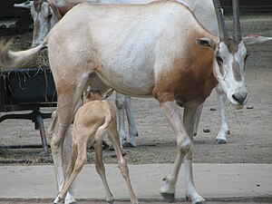 Oryx Dammah: Tassonomia ed etimologia, Genetica ed evoluzione, Descrizione