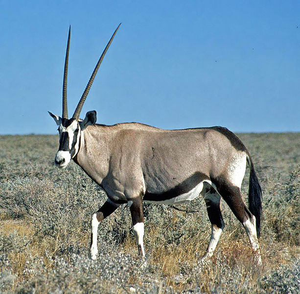 File:Oryx Gazella Namibia(1).JPG