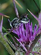 דבורים: דבורים יחידאיות, חברתיות וטפיליות, תכונות מורפולוגיות, הקן