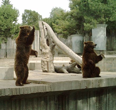 Brown bear cubs in the Madrid Zoo Aquarium