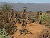 Meerkats in Oudtshoorn