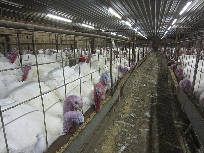 File:Overcrowding of turkeys found during an undercover investigation at a factory farm in North Carolina owned by Butterball. 02.jpg