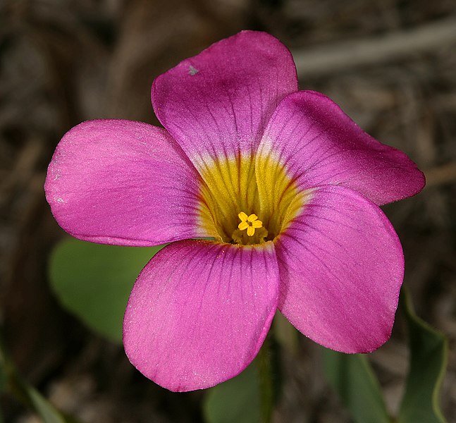 File:Oxalis obliquifolia 1DS-II 1-3109.jpg