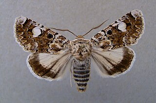 <i>Oxytripia</i> Genus of moths