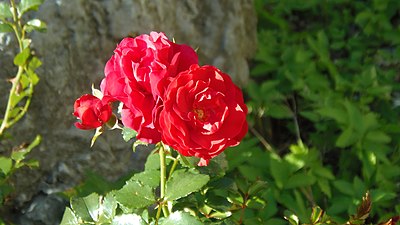 Rose / Upper Swabia