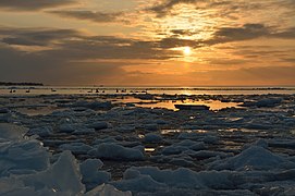 Mute swans (Cygnus olor) on the icy Paldiski bay