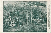 Panorama du Congo, 1911 - II Forêt, pont de lianes.jpg