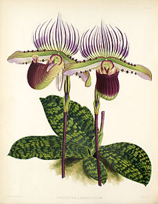 Paphiopedilum lawrenceanum.jpg