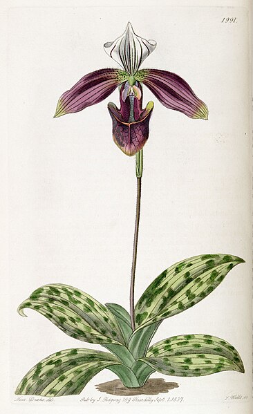 File:Paphiopedilum purpuratum (as Cypripedium purpuratum) - Edwards vol 23 pl 1991 (1837).jpg