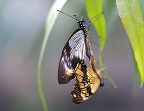 Popis tohoto obrázku, také komentován níže