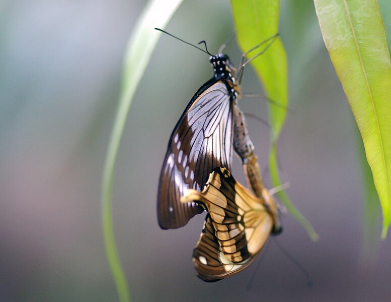 File:Papilio dardanus mating.jpg