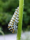 Thumbnail for File:Papilio machaon caterpillar Paludi 01.jpg