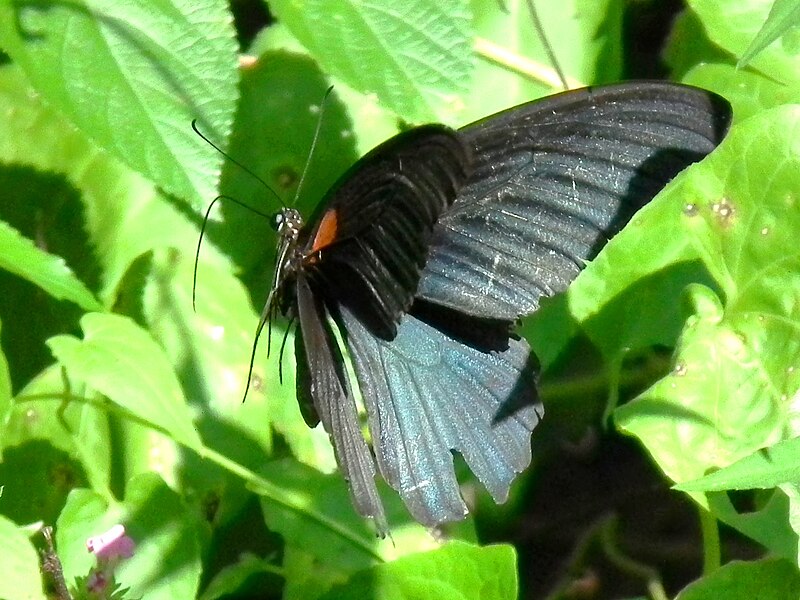 File:Papilionidae (taking off) (8031618776).jpg