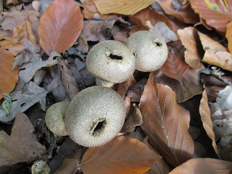 File:Parelstuifzwam (Lycoperdon perlatum).jpg