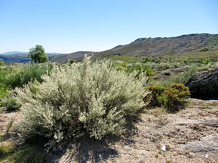 Tập_tin:Parque_Natural_de_Montesinho_Porto_Furado_trail_(5733132346).jpg