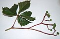 ParthenocissusVitacea.jpg