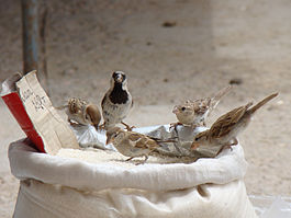 Passer montanus Baikonur 001.jpg