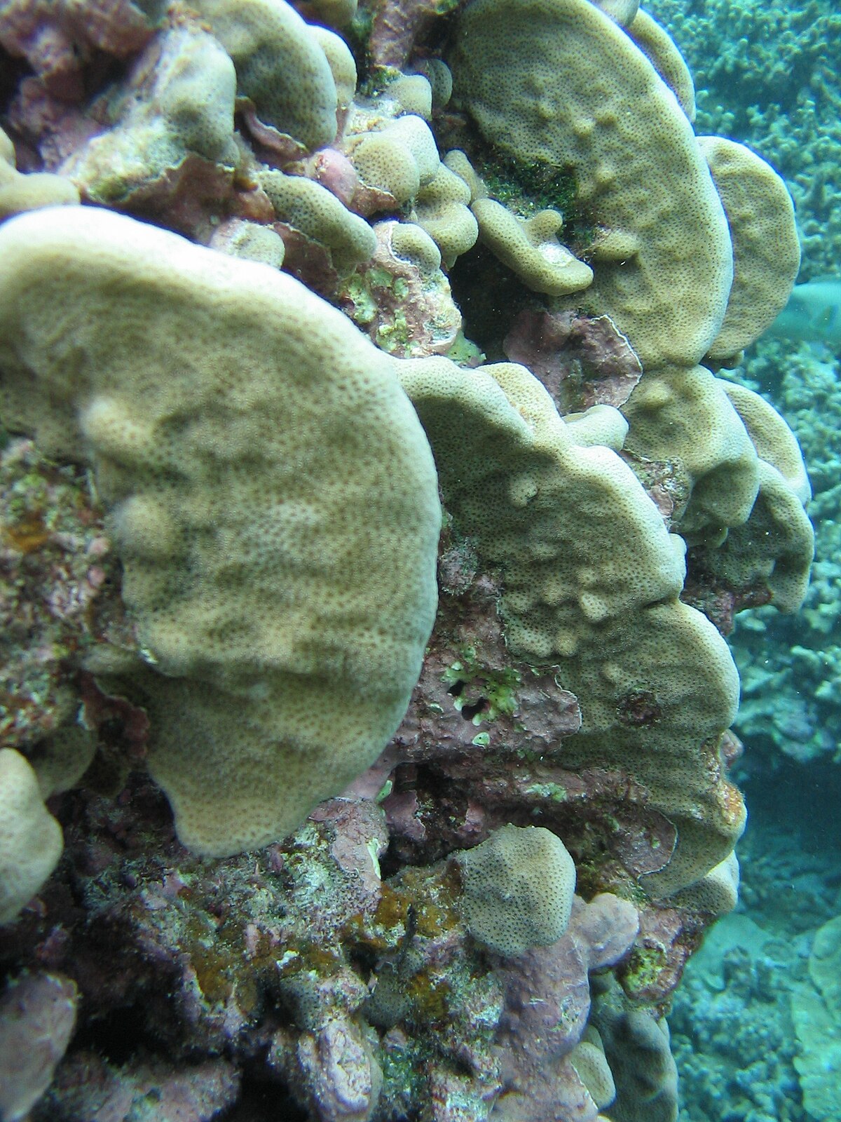 Пластинчатые водоросли. Pavona_(Coral). Павона минт коралл. Пластинчатый коралл.
