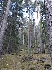 Bild från pelarsalen vid Stora Bollebergets naturreservat.