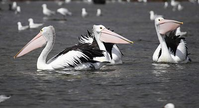 Australian Pelican (Pelecanus conspicillatus), Rickett's Point, Victoria, Australia