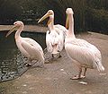 Pelecanus onocrotalus1 BZ ies.jpg