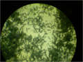 Penicillium 4.5X