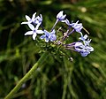 Pentanisia prunelloides subsp. latifolia