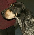 Blue Gascony Hound, Small