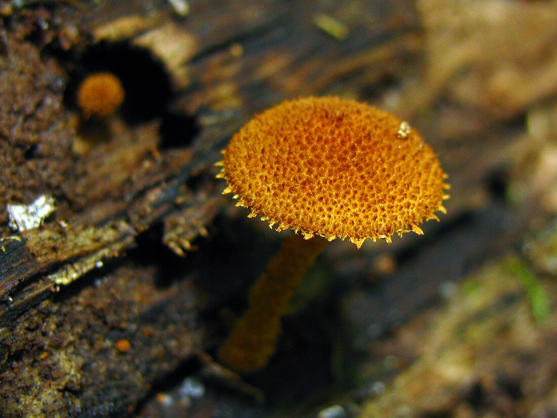 Phaeomarasmius