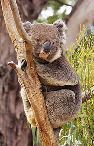 Koala, by JJ Harrison