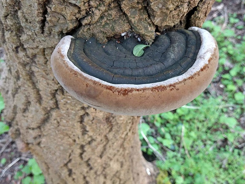 File:Phellinus igniarius 125051960.jpg