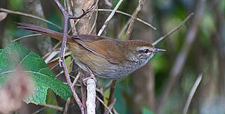 <span class="mw-page-title-main">Philippine bush warbler</span> Species of bird