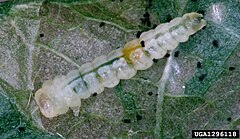 Phyllonorycter abrasella larva.jpg