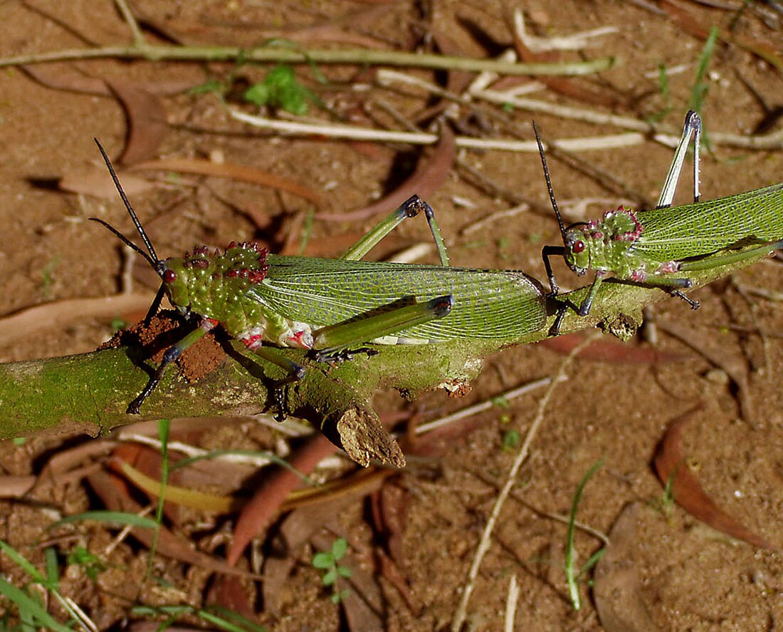 Phymateus cinctus