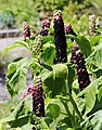 Phytolacca polyandra Prague 2012 6.jpg