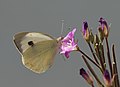 * Nomination Large White (Pieris brassicae). Mersin - Turkey. --Zcebeci 09:46, 25 July 2017 (UTC) * Promotion Good quality. --Berthold Werner 11:37, 25 July 2017 (UTC)