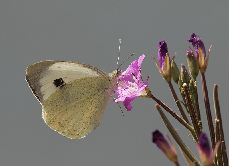 File:Pieris brassicae, Mersin 2017-07-24 01-6.jpg