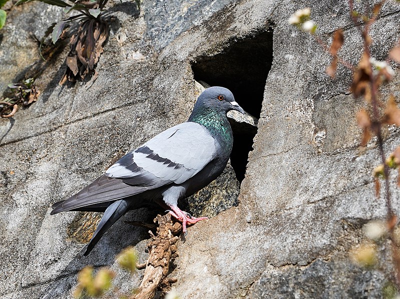 File:Pigeon Nesting Weephole Ooty Mar21 A7C 00684.jpg