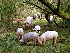 Pigs in the New Forest at Brockenhurst, Hampshire, Hampshire.jpg