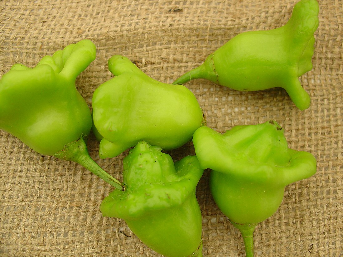 Capsicum baccatum