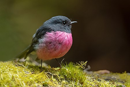 Pink Robin - Mount Field National Park