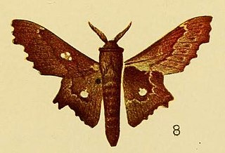 <i>Mimopacha tripunctata</i> Species of moth