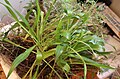 Plantago leiopetala, a whole, branched plant with inflorescences at an early stage with stigmas.