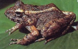 <i>Platymantis dorsalis</i> Species of frog