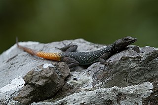 Ocellated flat lizard Species of lizard