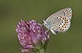 * Nomination Eastern Brown Argus (Plebejus carmon). Giresun, Turkey. --Zcebeci 08:31, 14 July 2017 (UTC) * Promotion Good quality --Alandmanson 17:04, 14 July 2017 (UTC)