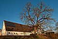 * Nomination: Pleikershof. Original erhaltene westliche Hälfte des Rinderstalls. Südliche Ansicht --Hans-Jürgen Neubert 12:01, 11 March 2018 (UTC) * Review Not bad but the building looks distorted and the lighting seems unfavorable to me. -- Spurzem 15:27, 11 March 2018 (UTC)Du nu´wieder ;-) The WB is corrected and gauged with grip (water level), rest is Optic and view from wideangle to put the tree in 1/3 focus (right handed). Der Baum hat selber keinen Namen sonst müsste man ihn Rinderstall-Baum nennen und das an einem historisch so bösem Ort.-) Licht ungünstig? I like the light and structure at wood and keep the winter time, sunny but not looking like for peaches at the beaches. Good weather for all next weekǃ Hans-Jürgen Neubert 14:12, 11 March 2018 (UTC)